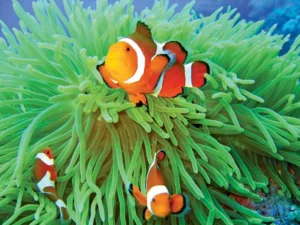 Anemonefish